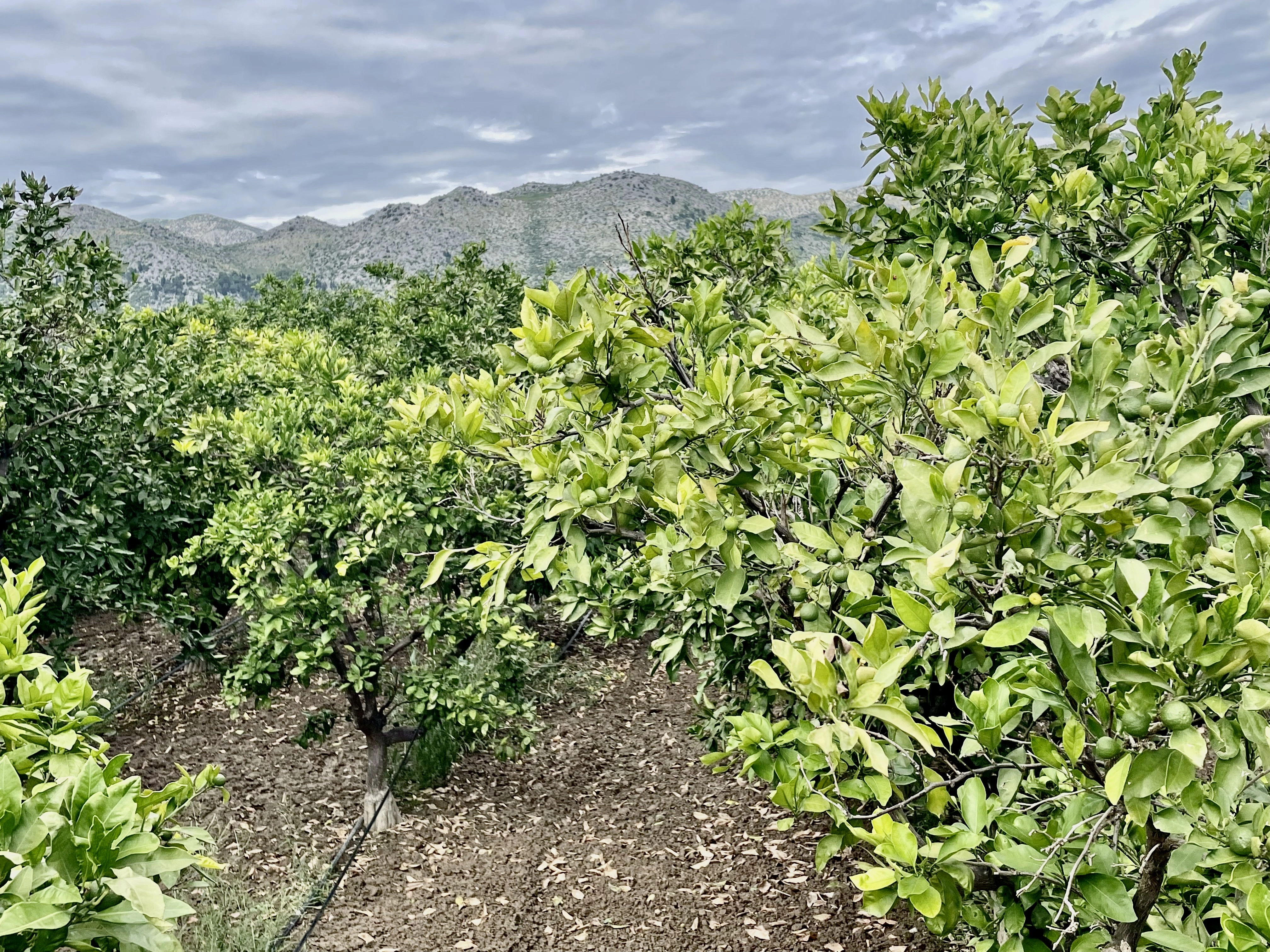 Orchard and mountains